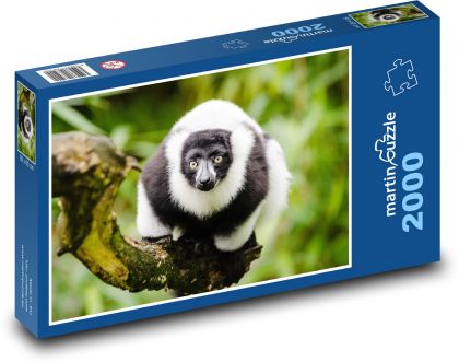 Lemur - zblízka, zvíře - Puzzle 2000 dílků, rozměr 90x60 cm