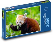 Panda červená - zviera, divá Puzzle 2000 dielikov - 90 x 60 cm