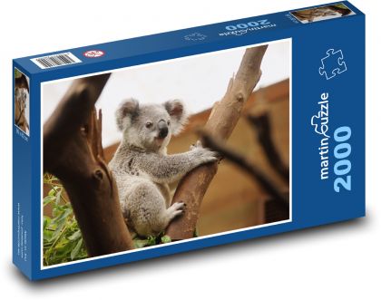 Koala - vačnatec, zvíře - Puzzle 2000 dílků, rozměr 90x60 cm