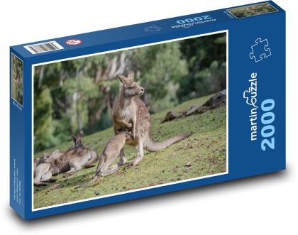 Kangaroo - marsupial, animal - Puzzle 2000 pieces, size 90x60 cm 