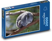 Koala - vačnatec, zvíře Puzzle 2000 dílků - 90 x 60 cm