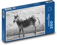 Zebra Puzzle 260 elementów - 41x28,7 cm