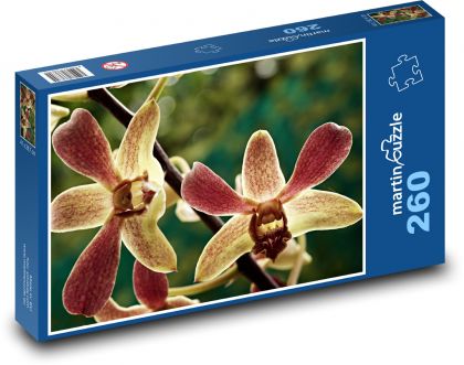 Orchidej - květ, rostlina - Puzzle 260 dílků, rozměr 41x28,7 cm