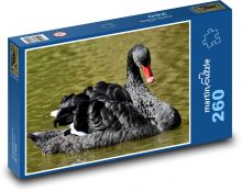 Čierna labuť - vták Puzzle 260 dielikov - 41 x 28,7 cm 