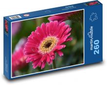 Květina - gerbera, květ Puzzle 260 dílků - 41 x 28,7 cm