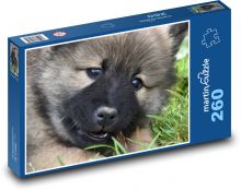 Pes - eurasier, šteňa Puzzle 260 dielikov - 41 x 28,7 cm 