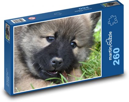 Pes - eurasier, šteňa - Puzzle 260 dielikov, rozmer 41x28,7 cm