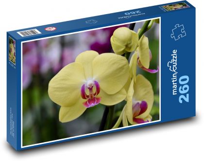 Orchidej - květina, žlutý kvě - Puzzle 260 dílků, rozměr 41x28,7 cm