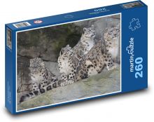 Lampart - koty, zwierzę Puzzle 260 elementów - 41x28,7 cm