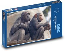 Szympansy - małpy, zoo Puzzle 260 elementów - 41x28,7 cm