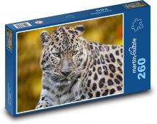 Leopard - dravec, zviera Puzzle 260 dielikov - 41 x 28,7 cm 