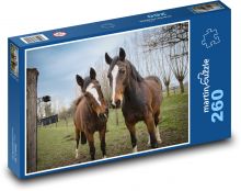 Brown horses - stallion, mare Puzzle 260 pieces - 41 x 28.7 cm 