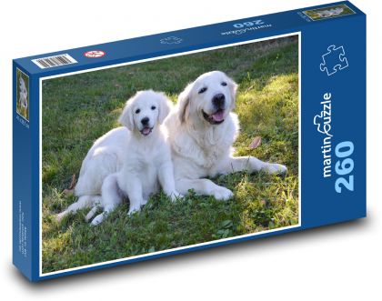 Zlatý Retriever - štěně, pes - Puzzle 260 dílků, rozměr 41x28,7 cm