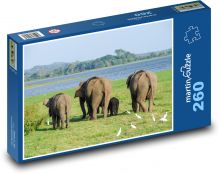 Slon indický - Srí Lanka, zvíře Puzzle 260 - 41x28,7 cm