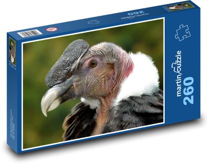 Condor - bird of prey - Puzzle 260 pieces, size 41x28.7 cm 