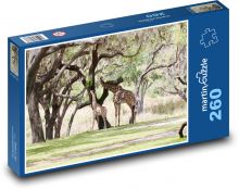 Giraffe - animals, zoo Puzzle 260 pieces - 41 x 28.7 cm 