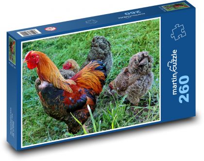 Rooster - hen, bird - Puzzle 260 pieces, size 41x28.7 cm 