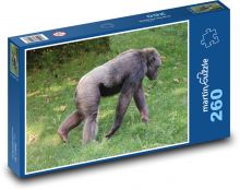 Opica - šimpanz, zoo Puzzle 260 dielikov - 41 x 28,7 cm 