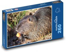 Nutria - hlodavec, zviera Puzzle 260 dielikov - 41 x 28,7 cm 