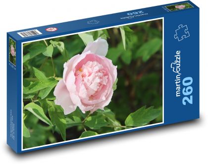 Pink peony - pink flower, flower - Puzzle 260 pieces, size 41x28.7 cm 