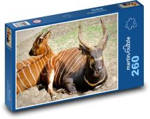 Antilopa bongo - pruhované zvíře, zoo Puzzle 260 - 41x28,7 cm