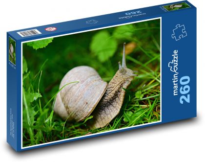 Snail - animal, grass - Puzzle 260 pieces, size 41x28.7 cm 