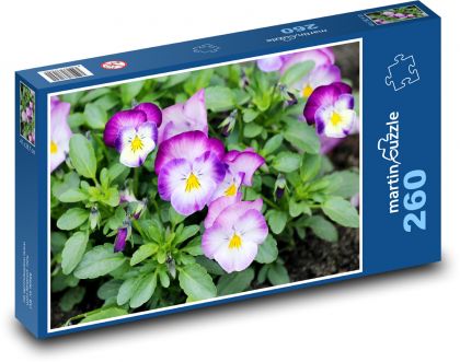 Pansies - spring, flowers - Puzzle 260 pieces, size 41x28.7 cm 