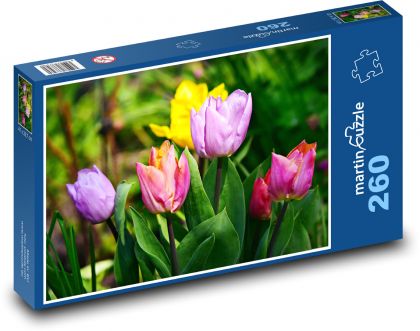 Tulipán - barevný květ, květiny - Puzzle 260 dílků, rozměr 41x28,7 cm