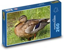 Duck - bird, animal Puzzle 260 pieces - 41 x 28.7 cm 