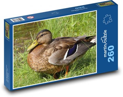 Duck - bird, animal - Puzzle 260 pieces, size 41x28.7 cm 