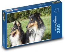 Shetland Shepherd - psy, zwierzęta domowe Puzzle 260 elementów - 41x28,7 cm