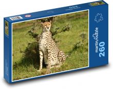 Gepard - voľne žijúcich živočíchov, Afrika Puzzle 260 dielikov - 41 x 28,7 cm 