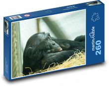 Chimpanzee - monkey, mammal Puzzle 260 pieces - 41 x 28.7 cm 