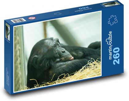 Chimpanzee - monkey, mammal - Puzzle 260 pieces, size 41x28.7 cm 