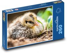 Bird - chicken, cub Puzzle 260 pieces - 41 x 28.7 cm 