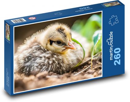 Bird - chicken, cub - Puzzle 260 pieces, size 41x28.7 cm 