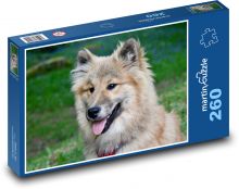 Eurasier - pes, zvíře Puzzle 260 dílků - 41 x 28,7 cm