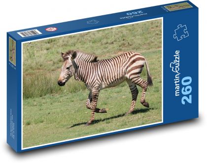 Zebra - zviera, zoo - Puzzle 260 dielikov, rozmer 41x28,7 cm