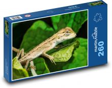 Gecko - jašterica, plaz Puzzle 260 dielikov - 41 x 28,7 cm 