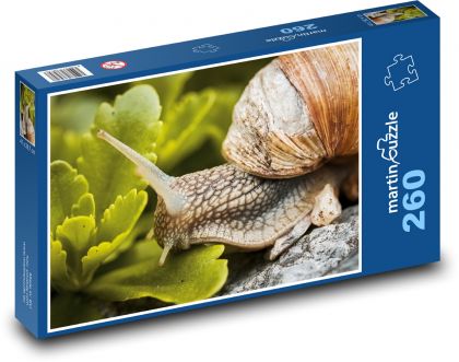 Snail - snail - Puzzle 260 pieces, size 41x28.7 cm 