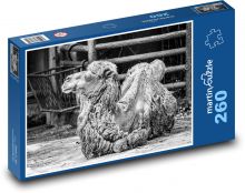 Camel - animal, zoo Puzzle 260 pieces - 41 x 28.7 cm 