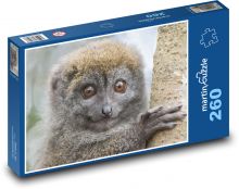 Lemur - animal, primate Puzzle 260 pieces - 41 x 28.7 cm 