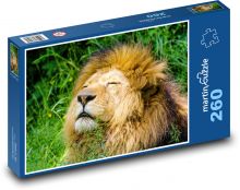 Lev - zvíře, šelma Puzzle 260 - 41x28,7 cm