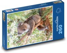 Koala - vačnatec, býložravec Puzzle 260 dílků - 41 x 28,7 cm