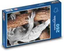 Koala - marsupial, animal Puzzle 260 pieces - 41 x 28.7 cm 