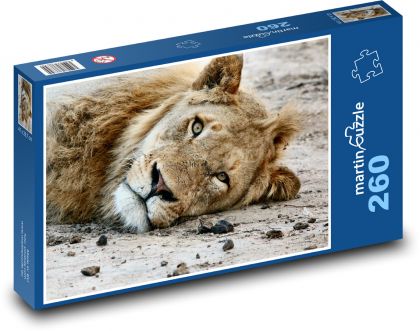 Lion - animal, mammal - Puzzle 260 pieces, size 41x28.7 cm 