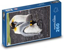 Tučňáci - Falklandské ostrovy, zvířata Puzzle 260 dílků - 41 x 28,7 cm