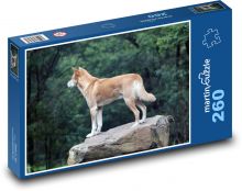 Dingo - divoký pes, Austrália Puzzle 260 dielikov - 41 x 28,7 cm 