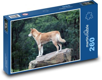 Dingo - divoký pes, Austrália - Puzzle 260 dielikov, rozmer 41x28,7 cm