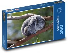 Koala - vačkovec, zviera Puzzle 260 dielikov - 41 x 28,7 cm 